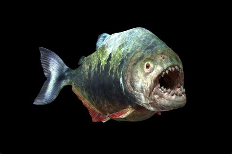 giant piranha extinct|An Ultimate Guide to Megapiranha: The Giant Piranha.
